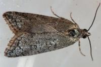 Cnephasia