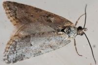 Cnephasia