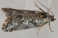 Cnephasia