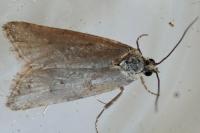 Cnephasia