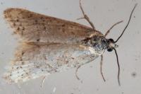 Cnephasia