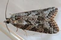 Cnephasia