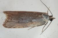 Cnephasia