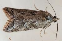Cnephasia