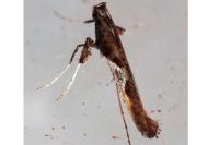 Caloptilia