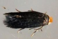 Stigmella
