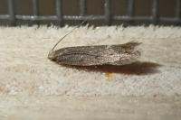 Monochroa rumicetella