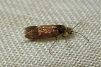 Heringocrania unimaculella