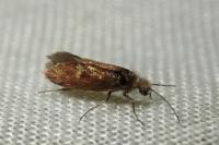 Heringocrania unimaculella