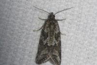Cnephasia