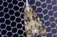 Phtheochroa rugosana