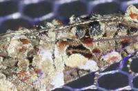 Phtheochroa rugosana