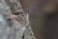 Esperia sulphurella