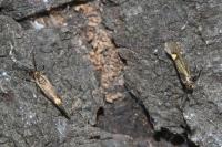 Esperia sulphurella