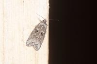 Cnephasia