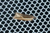 Ancylis apicella