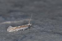 Plutella xylostella
