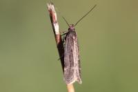 Aroga velocella