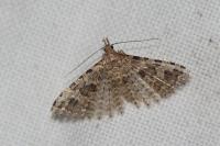 Alucita hexadactyla