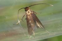 Cauchas rufimitrella