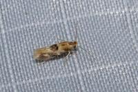 Bucculatrix ulmella