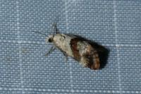 Cochylis epilinana
