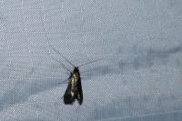 Adela reaumurella