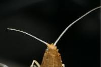 Nematopogon adansoniella