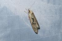 Semioscopis steinkellneriana