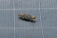 Phyllonorycter coryli