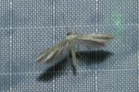 Adaina microdactyla
