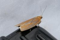 Clepsis unicolorana