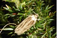 Agonopterix umbellana
