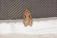 Semioscopis steinkellneriana