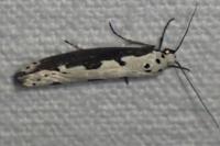 Ethmia bipunctella