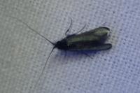 Adela reaumurella