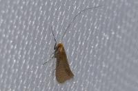 Nematopogon adansoniella