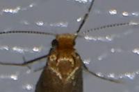 Nematopogon adansoniella
