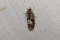Pammene argyrana