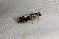 Pammene argyrana