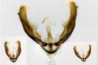 Pammene argyrana