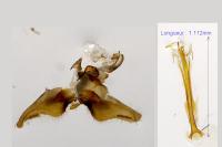 Nematopogon adansoniella