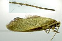 Nematopogon swammerdamella