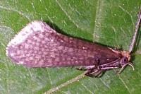 Nematopogon adansoniella