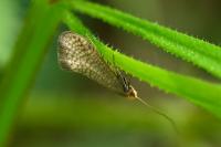 Nematopogon adansoniella