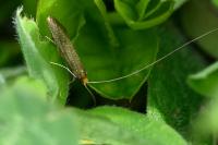 Nematopogon adansoniella