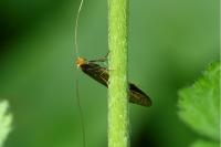 Nematopogon adansoniella