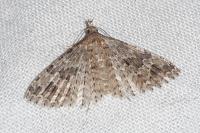 Alucita hexadactyla