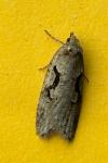 Semioscopis steinkellneriana