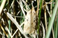 Agonopterix arenella
